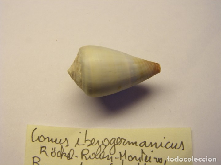Coleccionismo de moluscos: Caracol iberogermanicus. Cabo Verde. - Foto 2