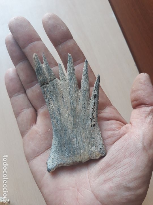 Coleccionismo de moluscos: Hueso de tortuga - Foto 2