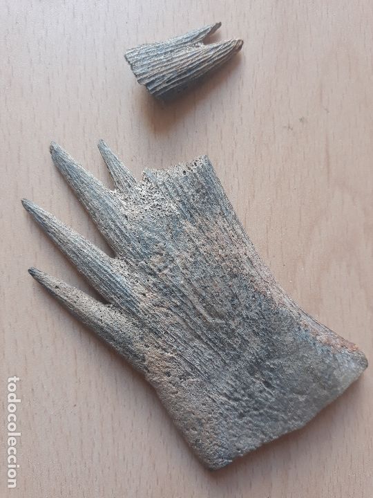 Coleccionismo de moluscos: Hueso de tortuga - Foto 3
