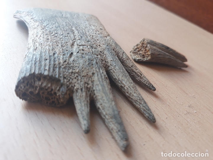 Coleccionismo de moluscos: Hueso de tortuga - Foto 5