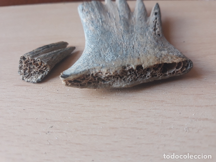 Coleccionismo de moluscos: Hueso de tortuga - Foto 6