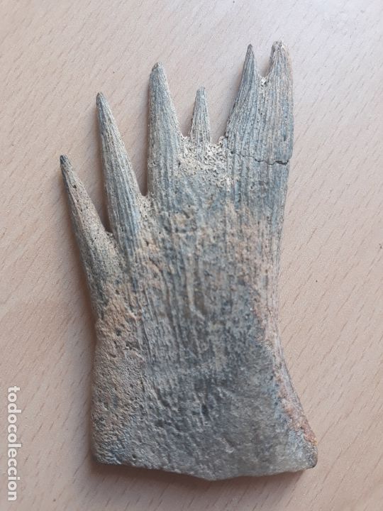Coleccionismo de moluscos: Hueso de tortuga - Foto 1