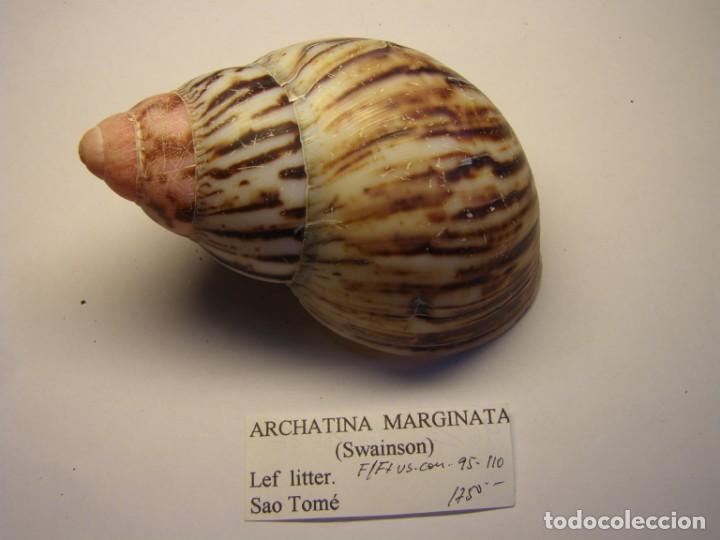Coleccionismo de moluscos: Caracol shell snail Archatina marginata. - Foto 1