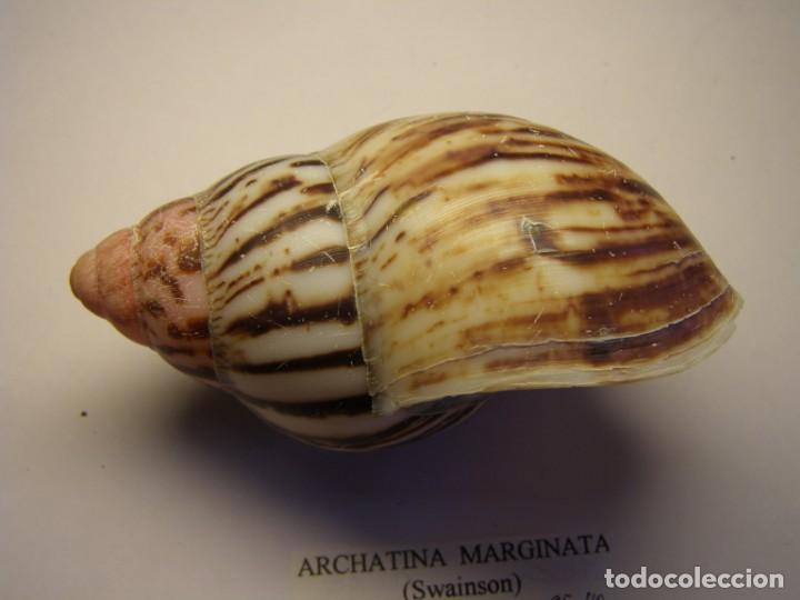 Coleccionismo de moluscos: Caracol shell snail Archatina marginata. - Foto 2