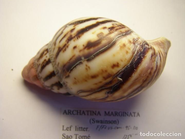 Coleccionismo de moluscos: Caracol shell snail Archatina marginata. - Foto 3
