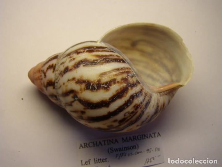 Coleccionismo de moluscos: Caracol shell snail Archatina marginata. - Foto 4