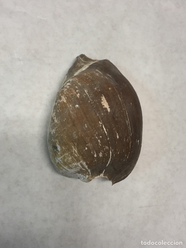 Coleccionismo de moluscos: Caracola - Foto 2