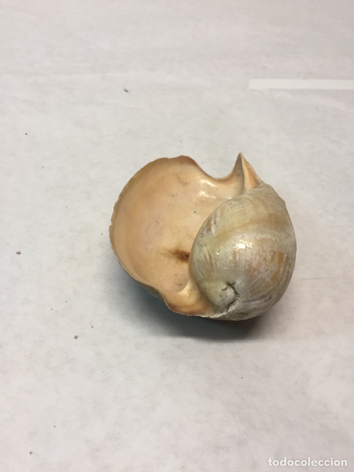 Coleccionismo de moluscos: Caracola - Foto 3