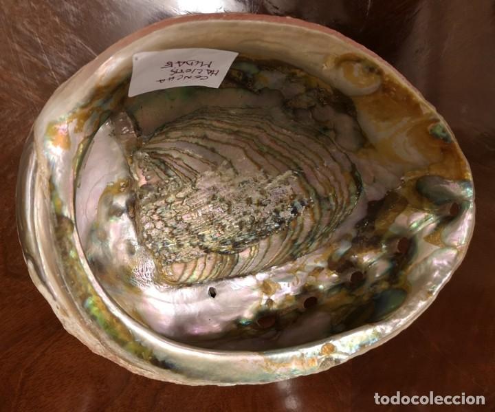 Coleccionismo de moluscos: Concha Haliotis - Foto 3