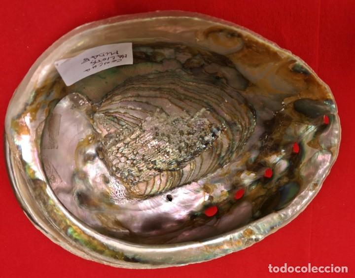 Coleccionismo de moluscos: Concha Haliotis - Foto 4