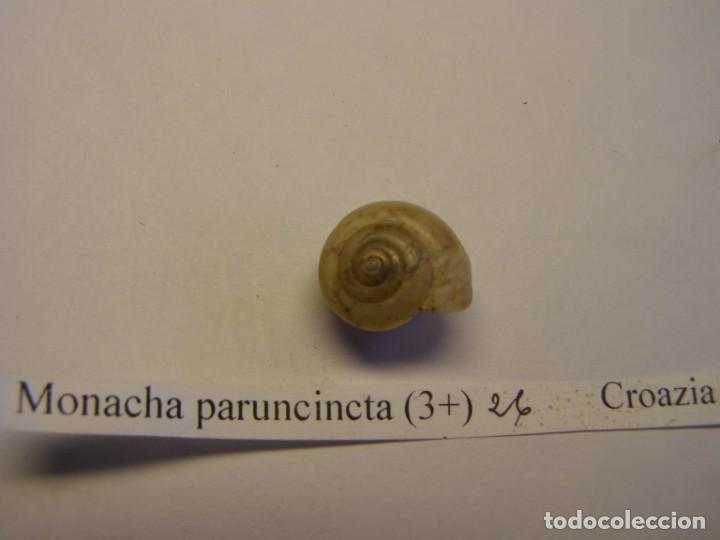 Coleccionismo de moluscos: Caracol shell snail monacha paruncincta. Croacia. - Foto 1