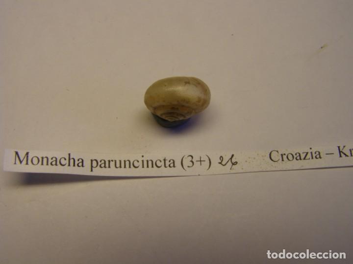 Coleccionismo de moluscos: Caracol shell snail monacha paruncincta. Croacia. - Foto 2