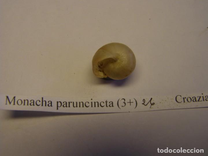 Coleccionismo de moluscos: Caracol shell snail monacha paruncincta. Croacia. - Foto 3