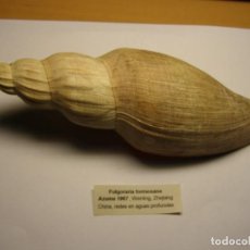 Collezionismo di molluschi: CARACOL SHELL SNAIL FULGORARIA FORMOSANA. CHINA.