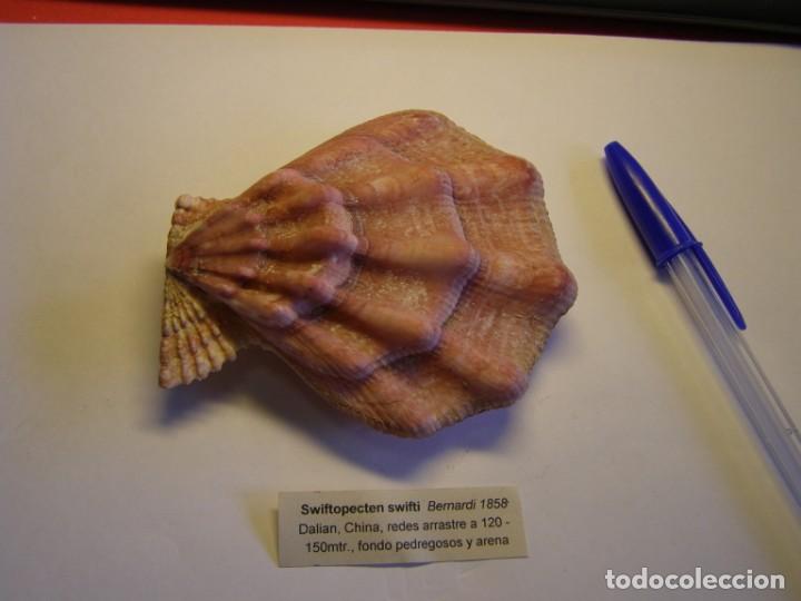 Coleccionismo de moluscos: Bivalvo shell swiftopecten swifti. China. - Foto 1