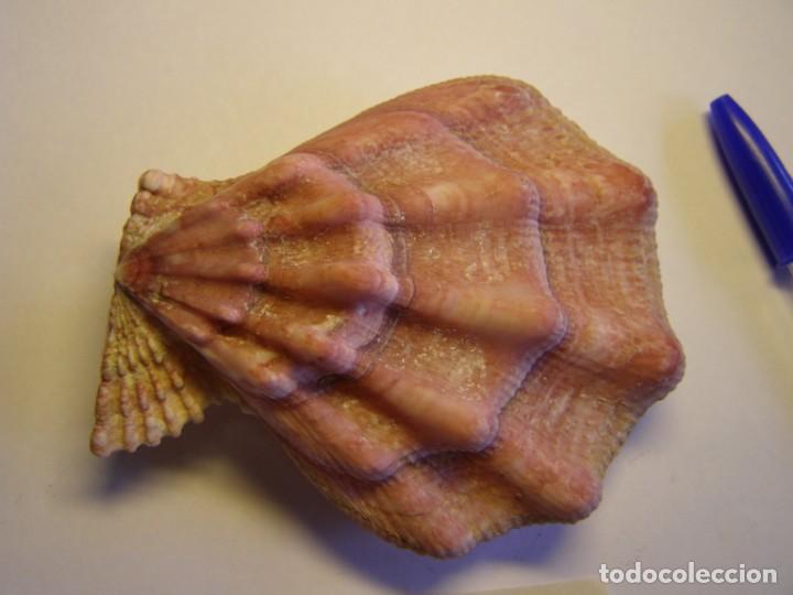 Coleccionismo de moluscos: Bivalvo shell swiftopecten swifti. China. - Foto 2