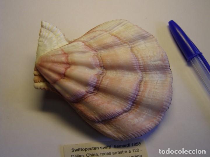 Coleccionismo de moluscos: Bivalvo shell swiftopecten swifti. China. - Foto 3