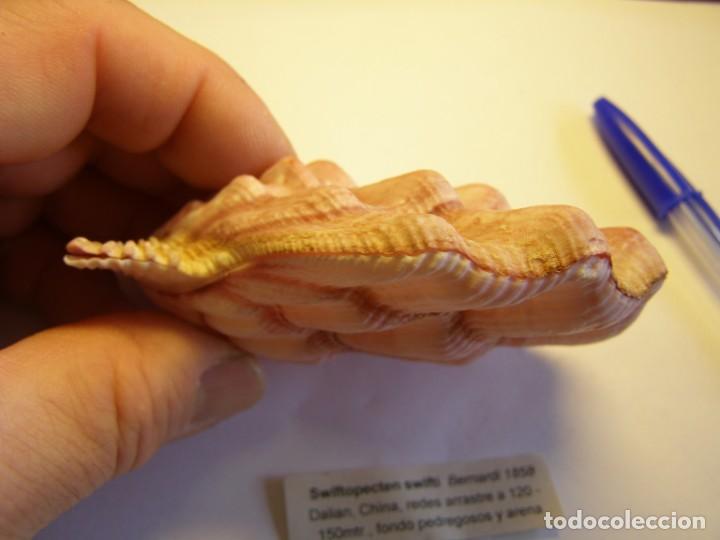 Coleccionismo de moluscos: Bivalvo shell swiftopecten swifti. China. - Foto 4