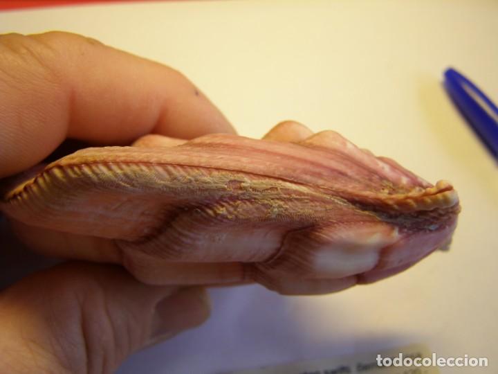 Coleccionismo de moluscos: Bivalvo shell swiftopecten swifti. China. - Foto 5