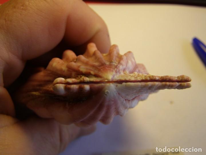 Coleccionismo de moluscos: Bivalvo shell swiftopecten swifti. China. - Foto 6