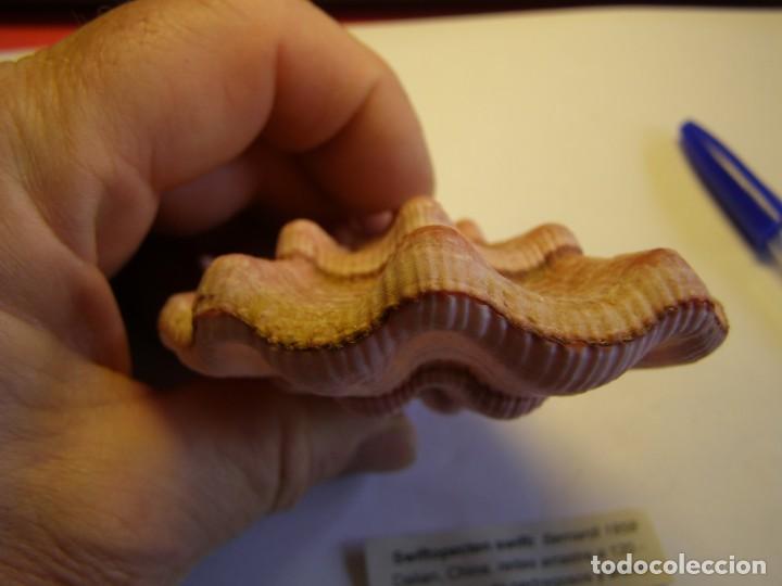 Coleccionismo de moluscos: Bivalvo shell swiftopecten swifti. China. - Foto 7