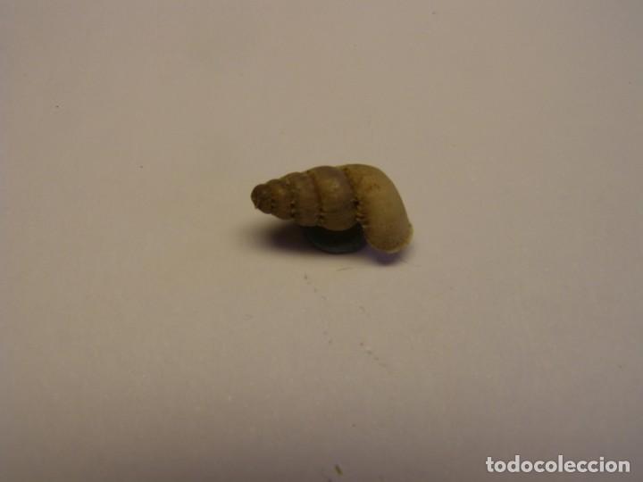 Coleccionismo de moluscos: Caracol shell snail annularia architectonica architectonica, Cuba. - Foto 1