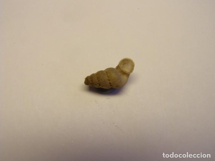 Coleccionismo de moluscos: Caracol shell snail annularia architectonica architectonica, Cuba. - Foto 3
