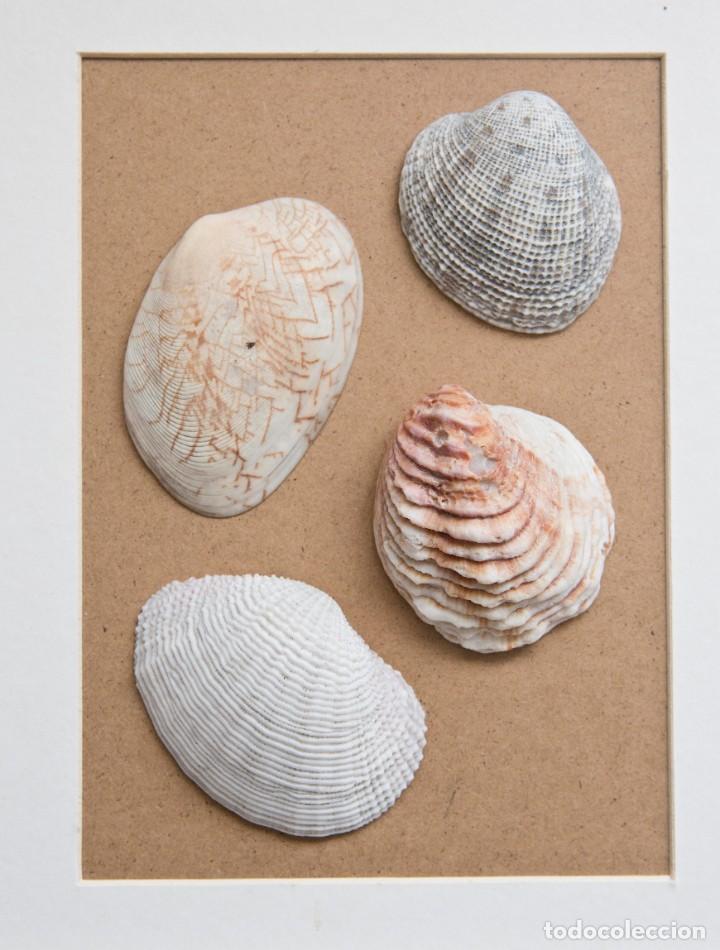 Coleccionismo de moluscos: CUADRO DECORATIVO DE CONCHAS MARINAS. - Foto 2