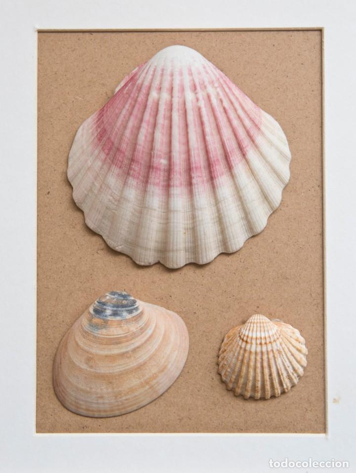 Coleccionismo de moluscos: CUADRO DECORATIVO DE CONCHAS MARINAS. - Foto 3
