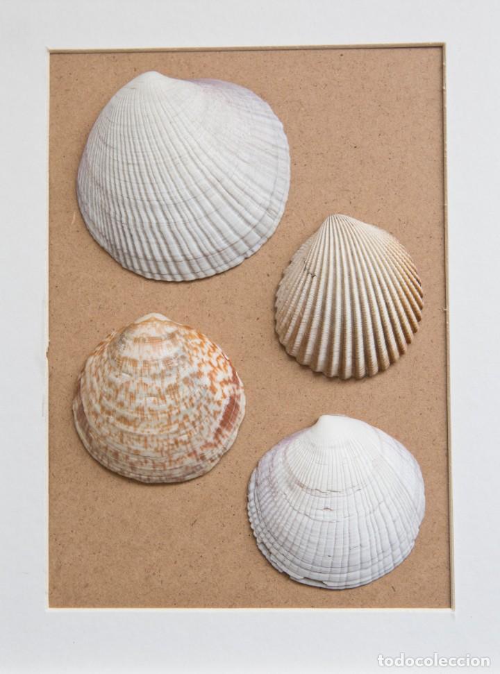 Coleccionismo de moluscos: CUADRO DECORATIVO DE CONCHAS MARINAS. - Foto 4