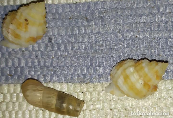 Coleccionismo de moluscos: Caracolas peque&ntilde;as varias - Foto 1
