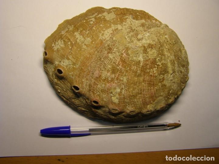 Coleccionismo de moluscos: Caracol shell haliotis - Foto 2