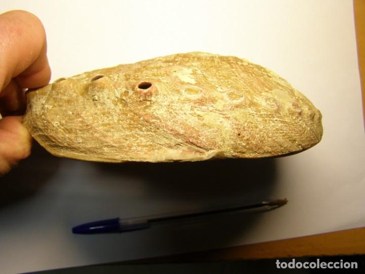 Coleccionismo de moluscos: Caracol shell haliotis - Foto 3