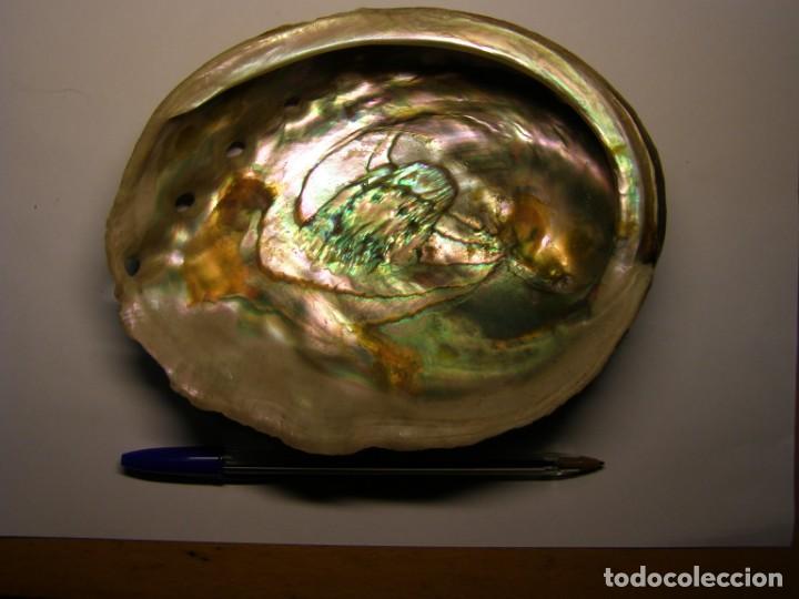Coleccionismo de moluscos: Caracol shell haliotis - Foto 1