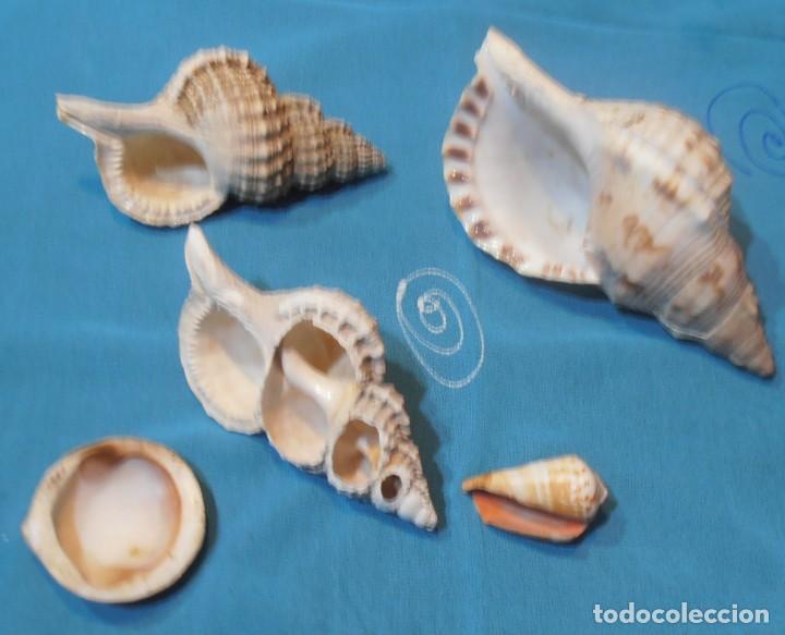 Coleccionismo de moluscos: 3 CARACOLAS - Foto 2