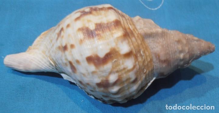 Coleccionismo de moluscos: 3 CARACOLAS - Foto 4