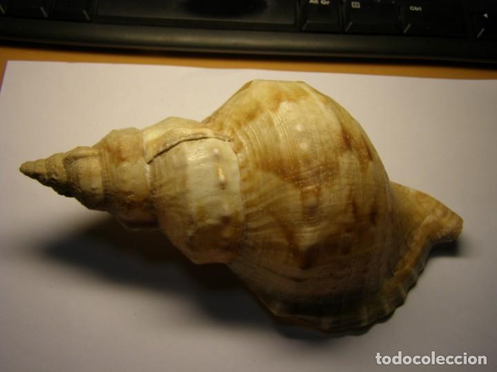 Coleccionismo de moluscos: Caracol shell &iquest;ranella? - Foto 1