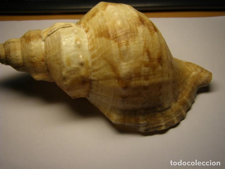 Coleccionismo de moluscos: Caracol shell &iquest;ranella? - Foto 2