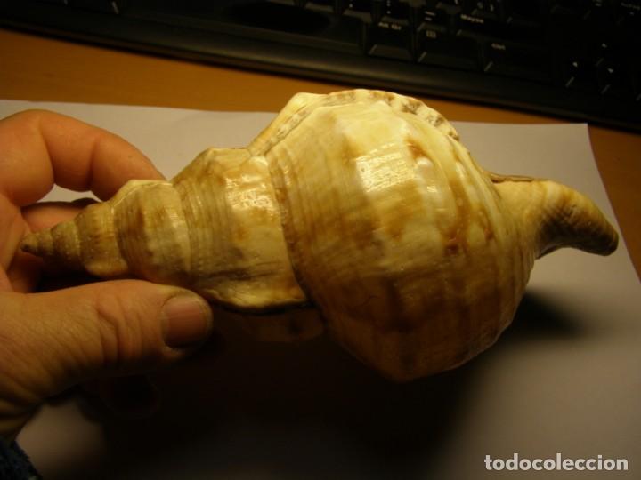 Coleccionismo de moluscos: Caracol shell &iquest;ranella? - Foto 3