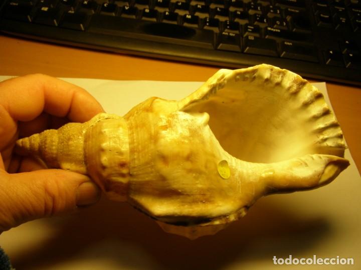 Coleccionismo de moluscos: Caracol shell &iquest;ranella? - Foto 4