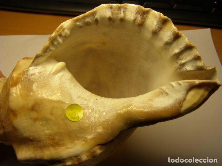 Coleccionismo de moluscos: Caracol shell &iquest;ranella? - Foto 5