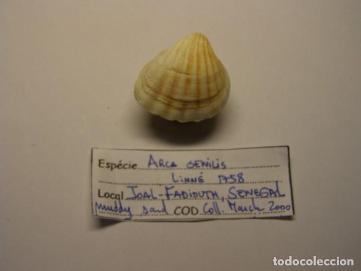 Coleccionismo de moluscos: Bivalvo shell arca senilis. Senegal. - Foto 1