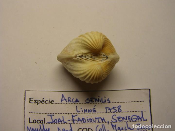 Coleccionismo de moluscos: Bivalvo shell arca senilis. Senegal. - Foto 2