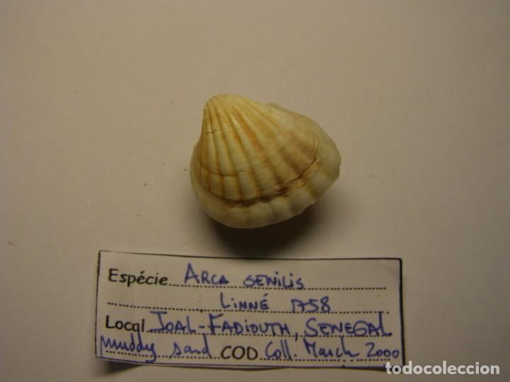 Coleccionismo de moluscos: Bivalvo shell arca senilis. Senegal. - Foto 3