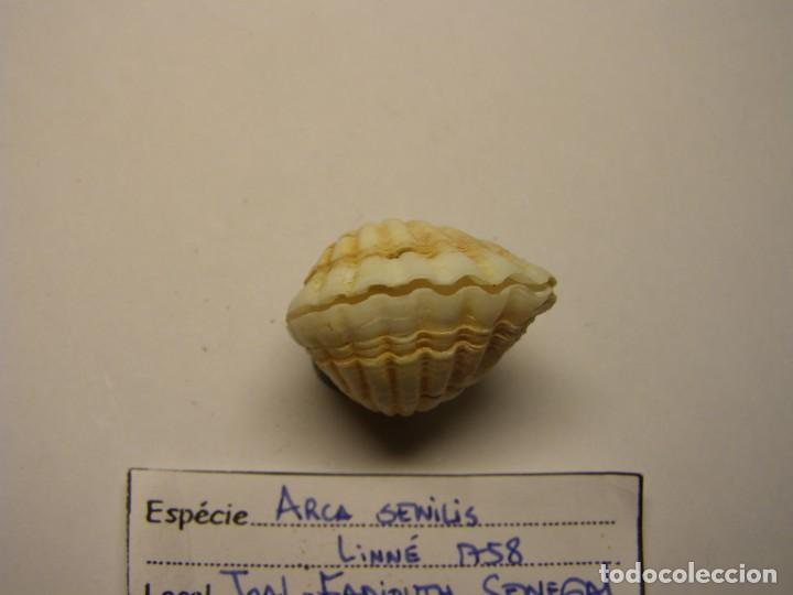 Coleccionismo de moluscos: Bivalvo shell arca senilis. Senegal. - Foto 4