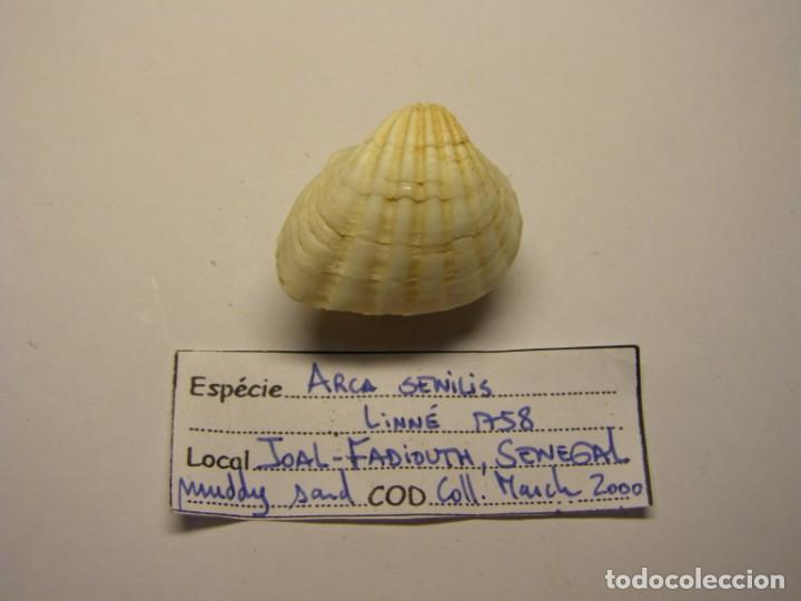 Coleccionismo de moluscos: Bivalvo shell arca senilis. Senegal. N&ordm; 2 - Foto 1