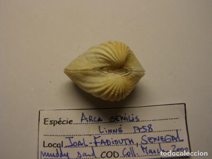 Coleccionismo de moluscos: Bivalvo shell arca senilis. Senegal. N&ordm; 2 - Foto 2