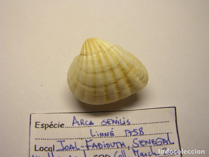 Coleccionismo de moluscos: Bivalvo shell arca senilis. Senegal. N&ordm; 2 - Foto 3