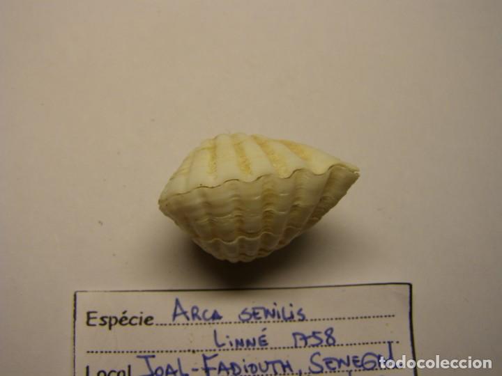 Coleccionismo de moluscos: Bivalvo shell arca senilis. Senegal. N&ordm; 2 - Foto 4