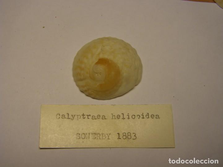 Coleccionismo de moluscos: Caracol snail shell calyptraea helicoidea. - Foto 1